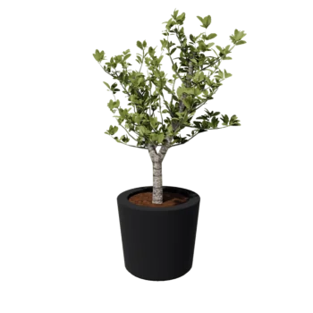 Stikla šķiedras puķu kaste - Konisks - Ø 63 x 52 cm - RAL7021 matēts (melns pelēks) - Ar dibenu