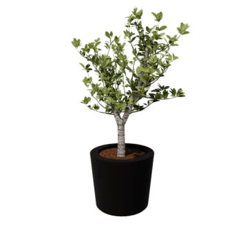 Stikla šķiedras puķu kaste - Konisks - Ø 63 x 52 cm - RAL9005 matēts (melns) - Ar dibenu