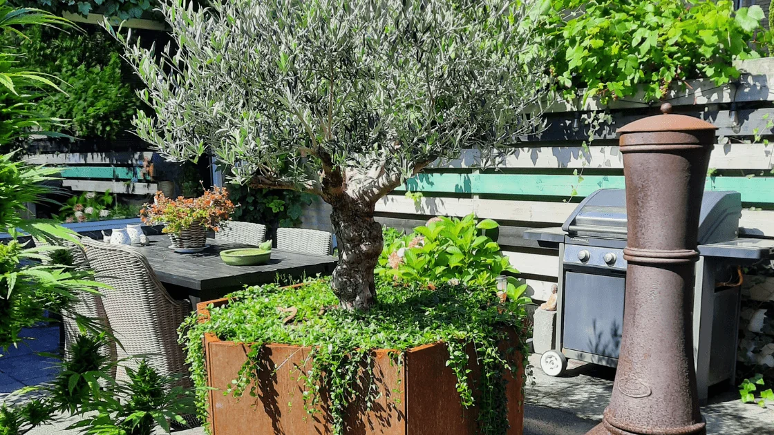 Olīvkoks lielā podā: pareizā podiņa izvēle un kopšanas padomi